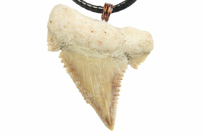 Serrated, Fossil Paleocarcharodon Shark Tooth Necklace #273588